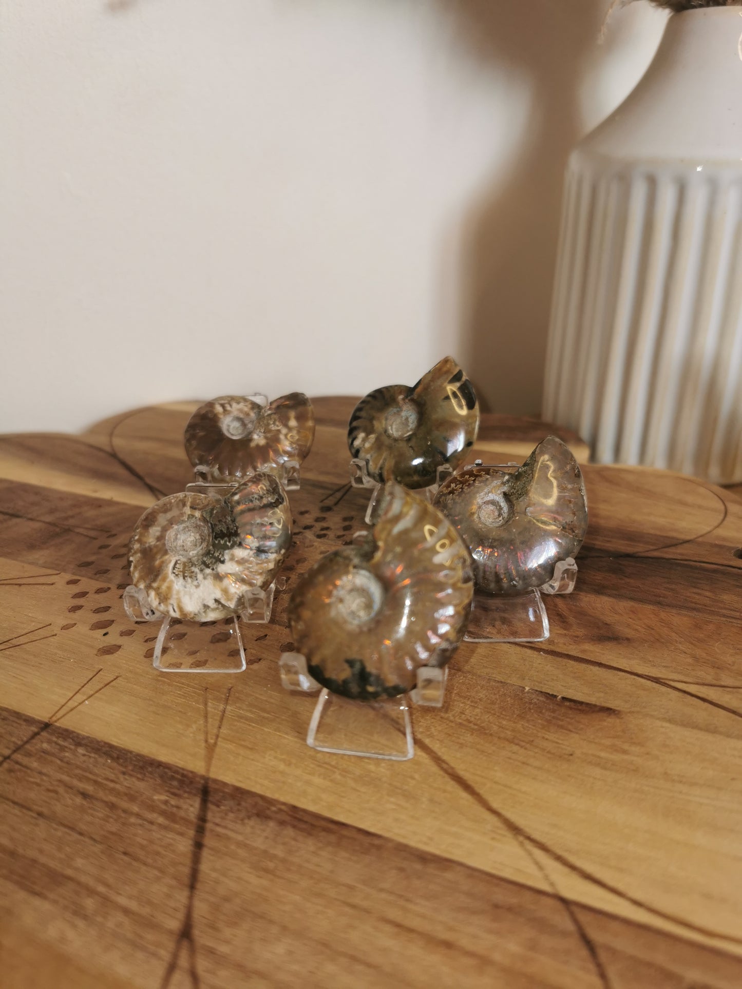 Polished Ammonite Fossils ๐