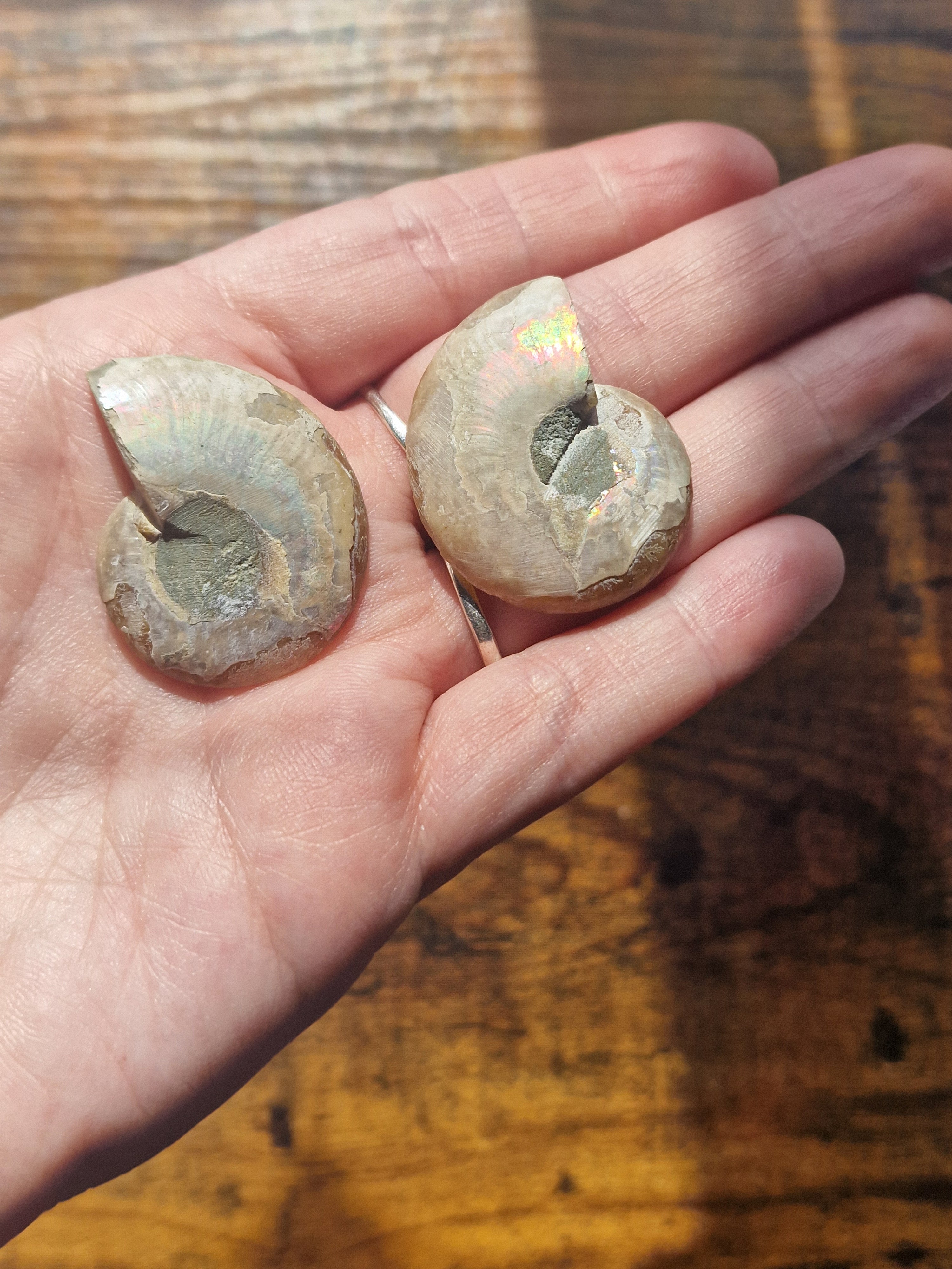Small Ammonite Fossil Pair