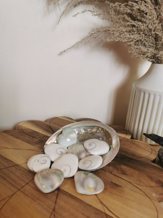 Shiva Shell Hearts🐚