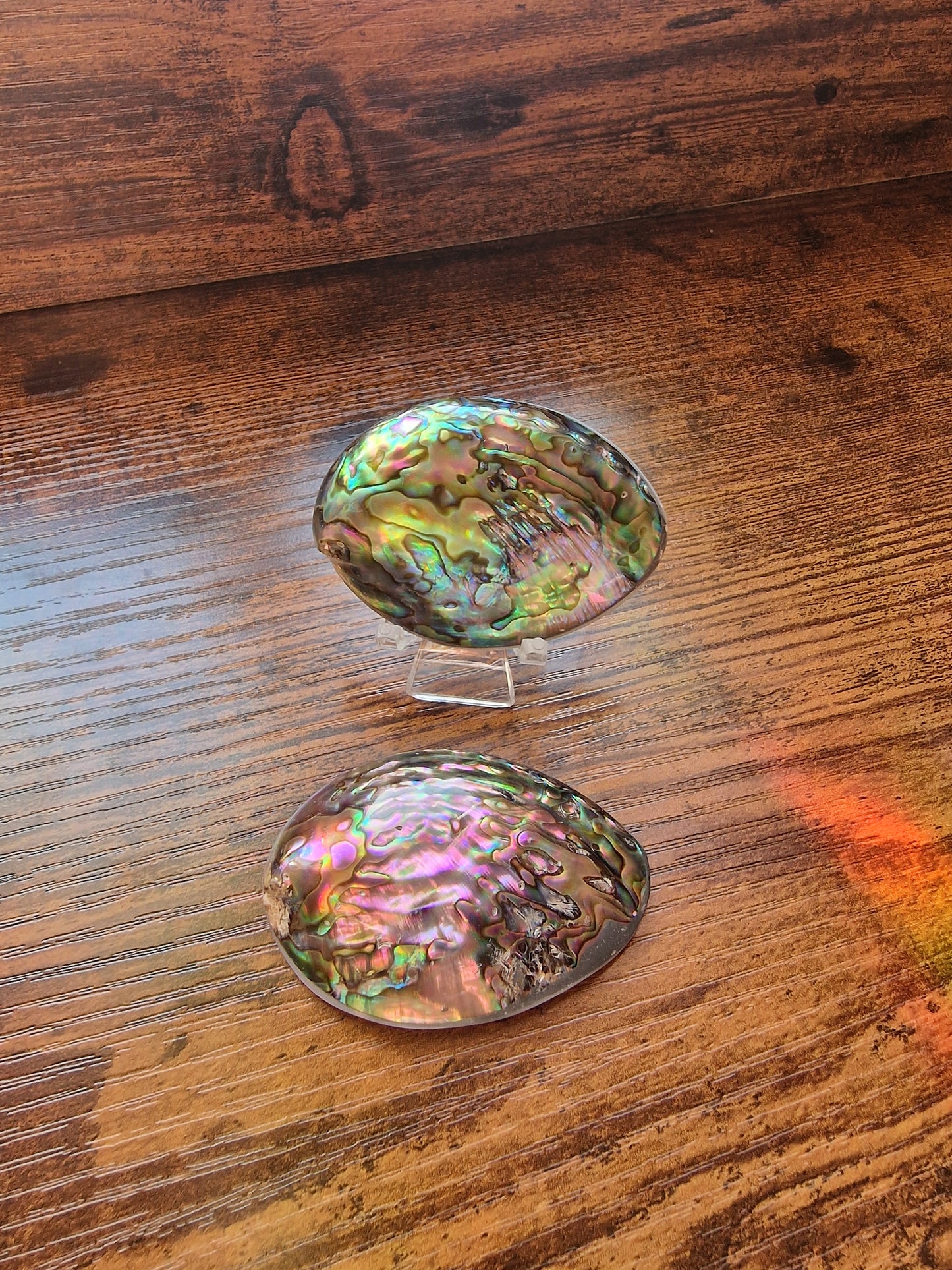 Abalone Shells (~5cm each)
