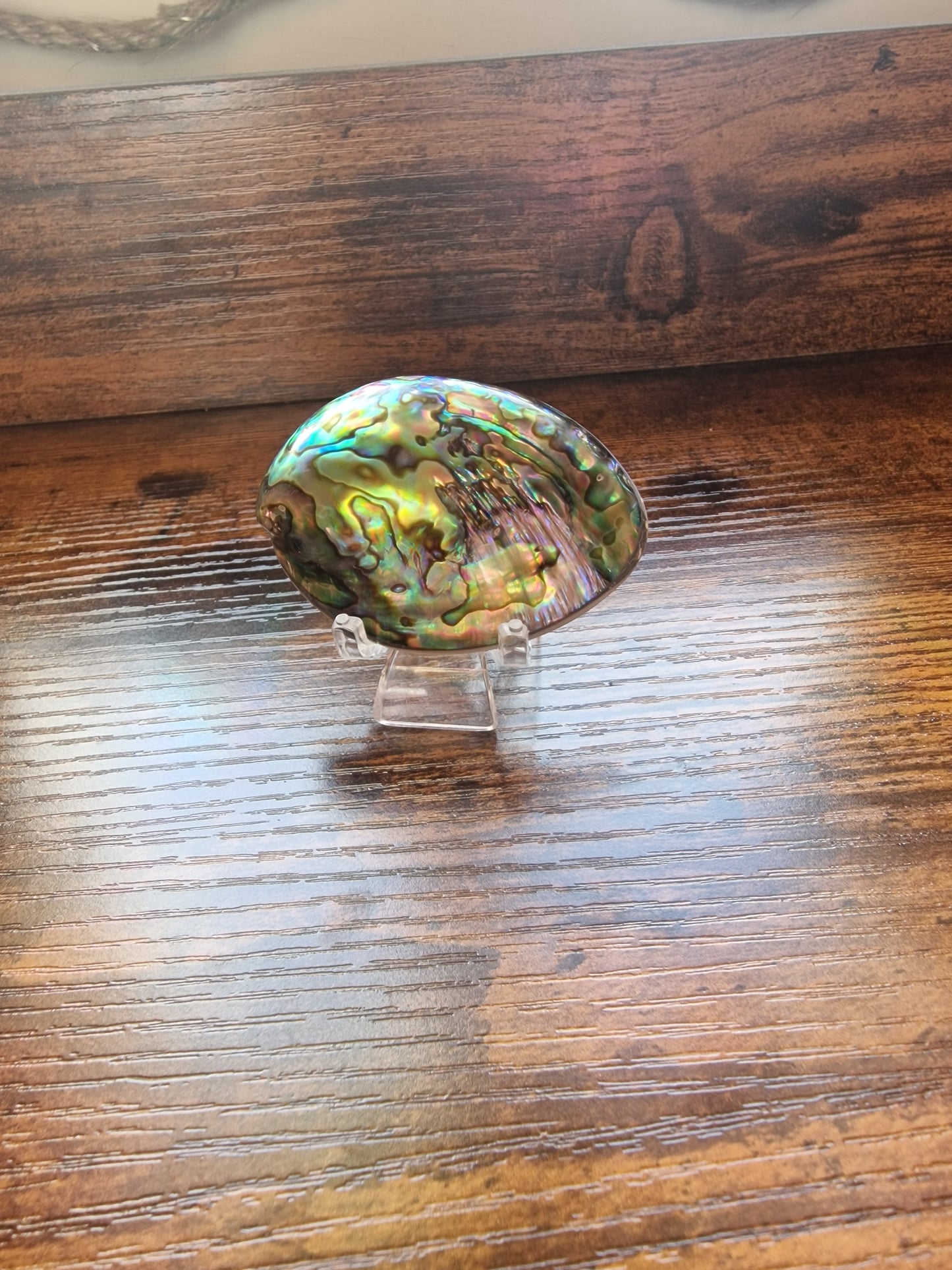 Abalone Shells (~5cm each)