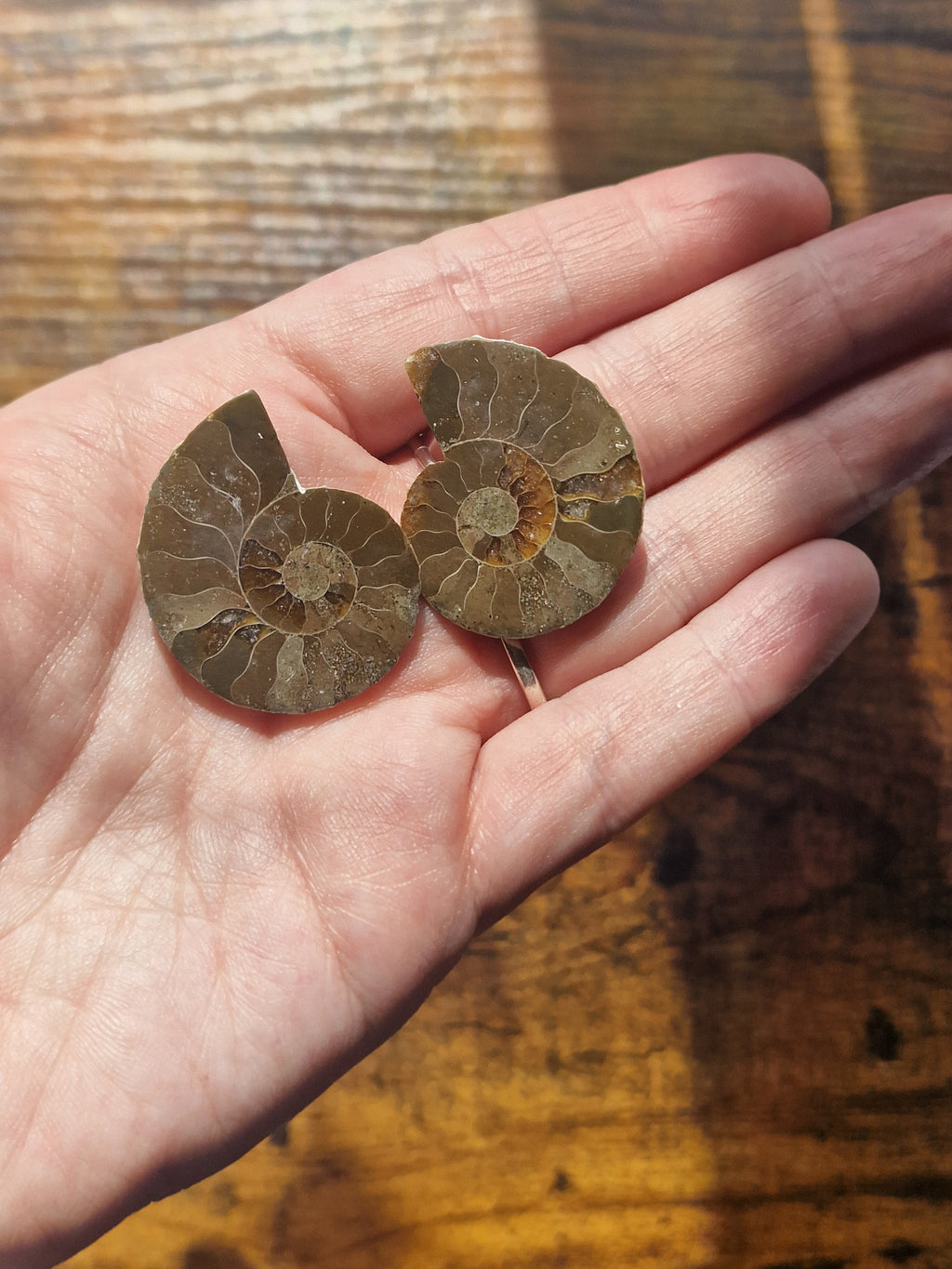 Small Ammonite Fossil Pair
