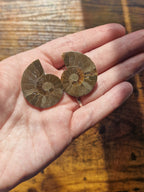 Small Ammonite Fossil Pair