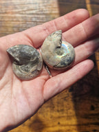 Small Ammonite Fossil Pair