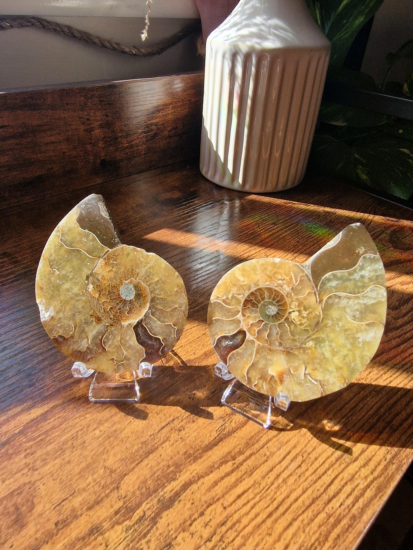 Ammonite Fossil Pair (~6cm)