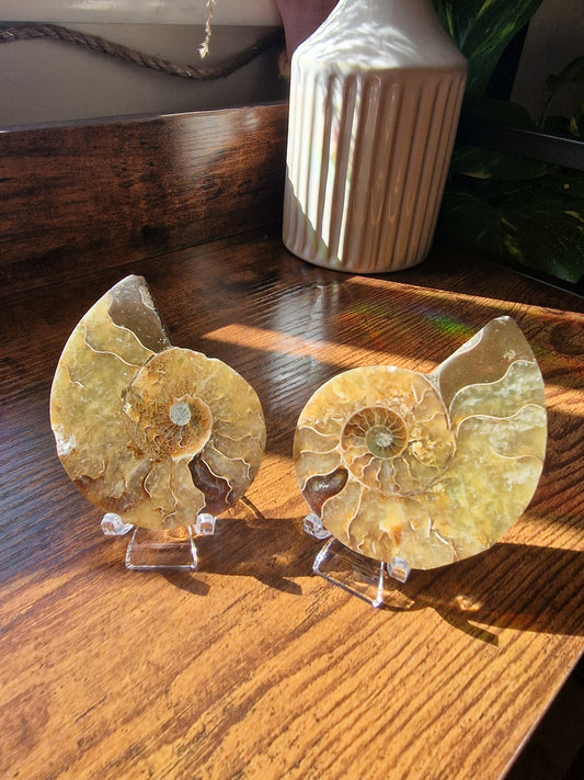 Ammonite Fossil Pair (~6cm)