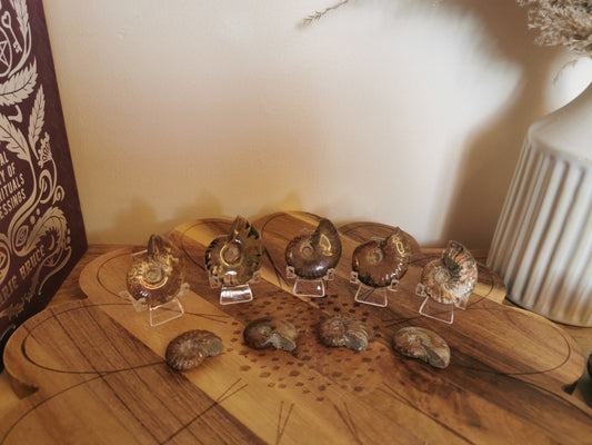 Polished Ammonite Fossils 🐚