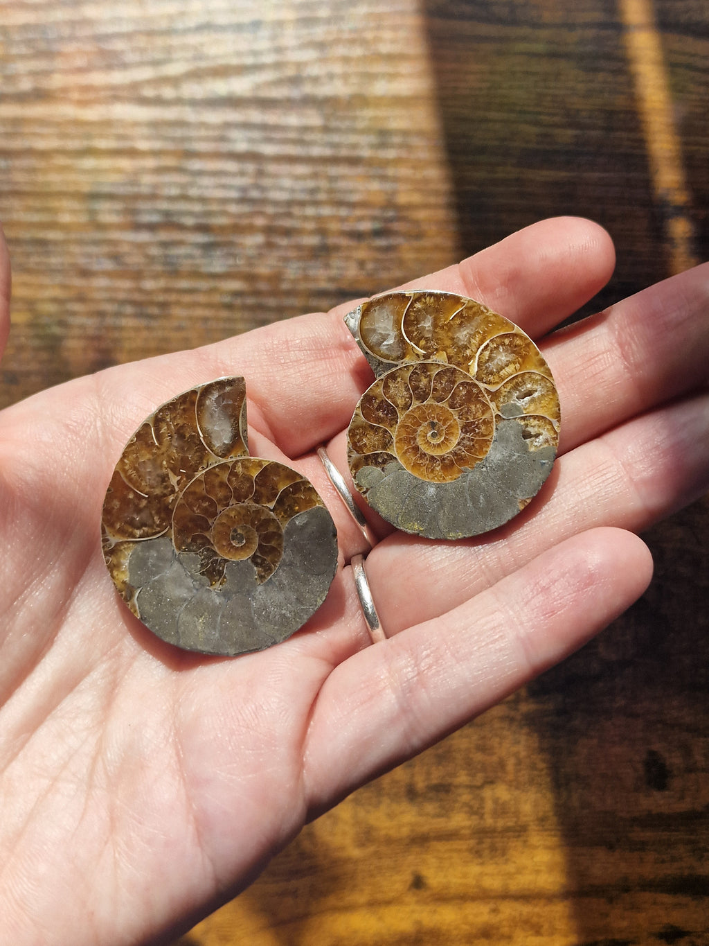 Small Ammonite Fossil Pair