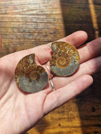 Small Ammonite Fossil Pair
