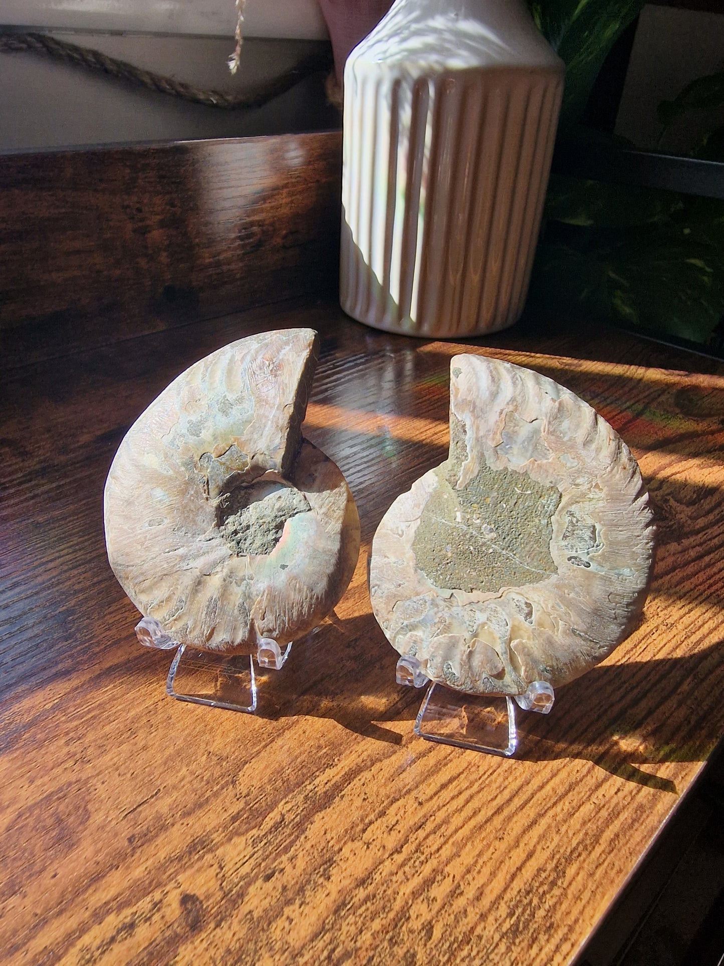 Ammonite Fossil Pair (~6cm)