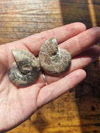 Small Ammonite Fossil Pair