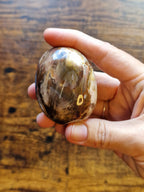 Mini Fossil Wood Freeform
