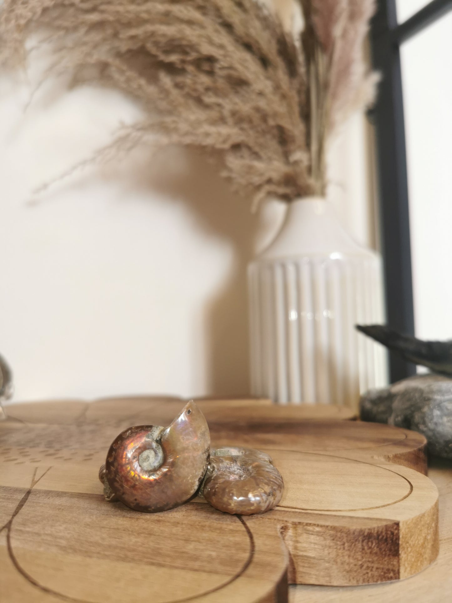 Polished Ammonite Fossils 🐚