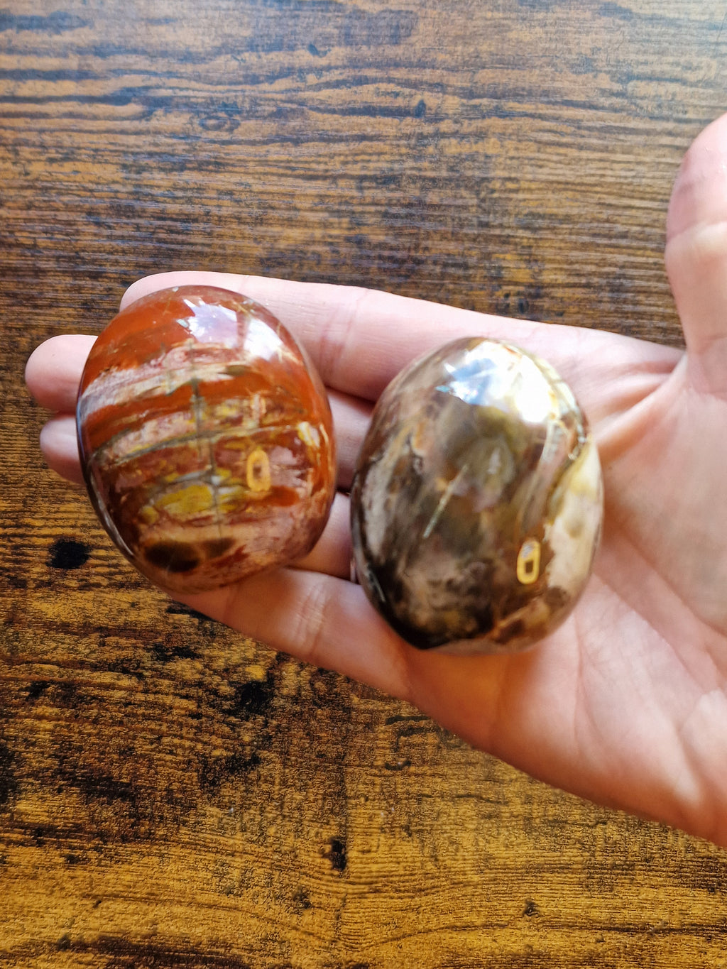 Mini Fossil Wood Freeform