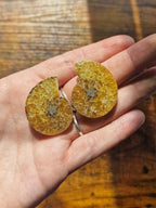 Small Ammonite Fossil Pair