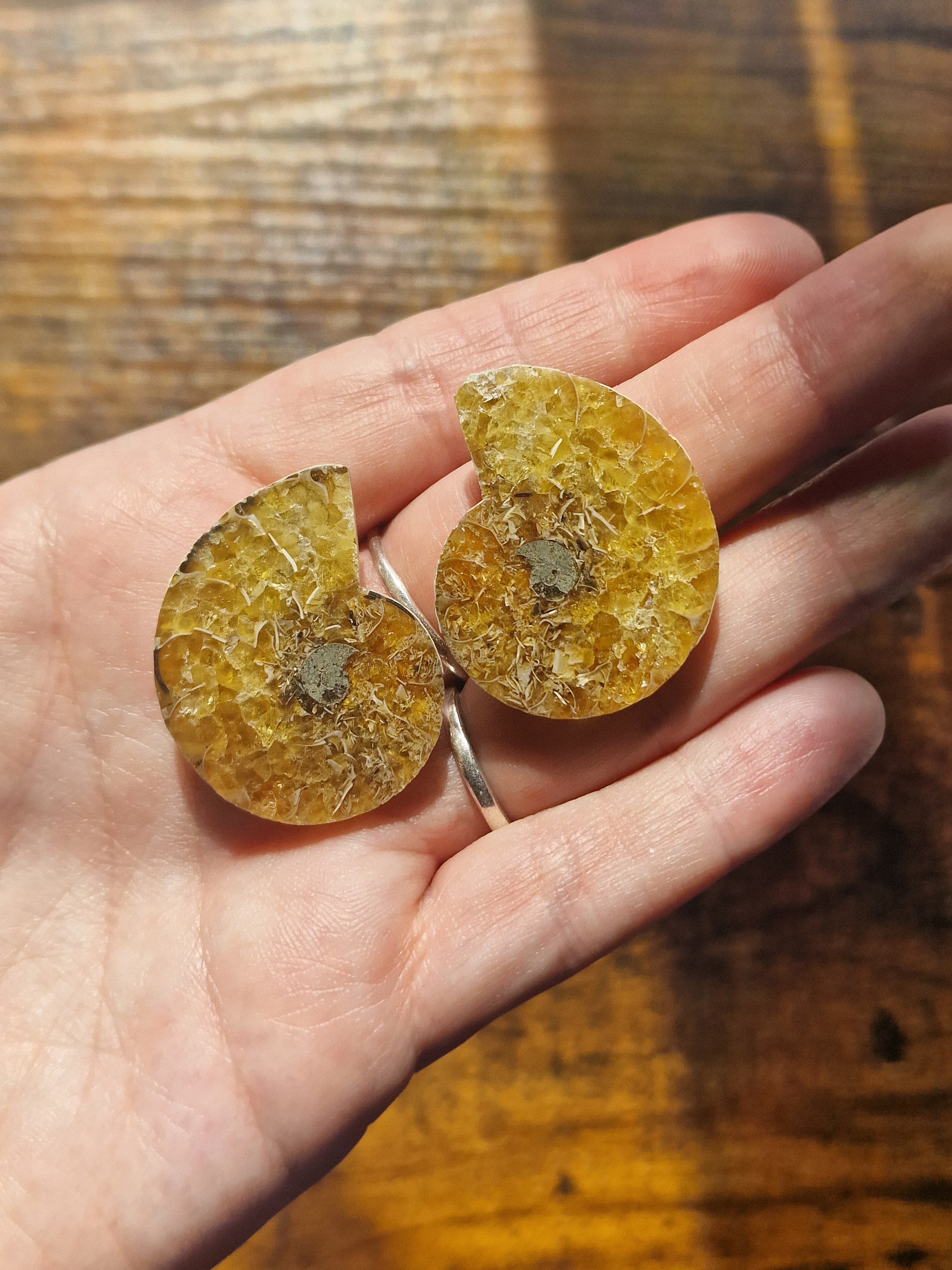 Small Ammonite Fossil Pair