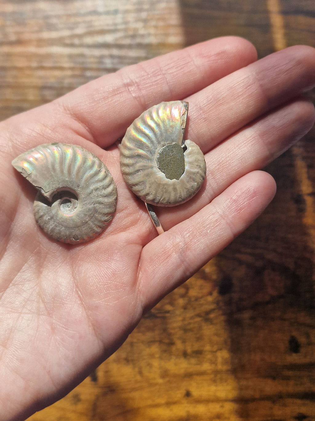 Small Ammonite Fossil Pair