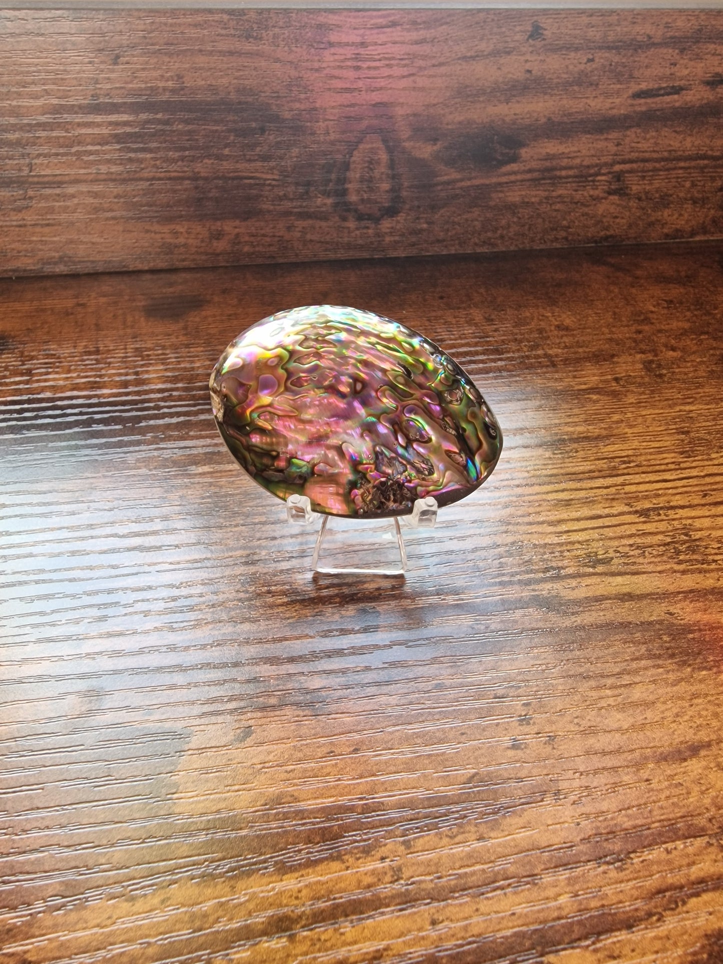 Abalone Shells (~5cm each)