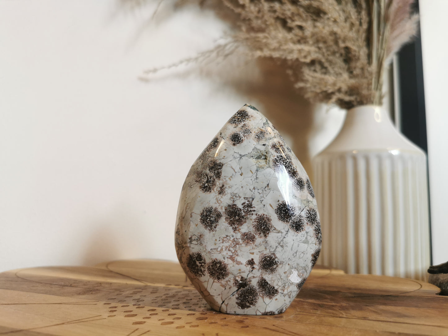Fossil Coral Freeform 🪸
