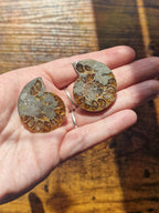 Small Ammonite Fossil Pair